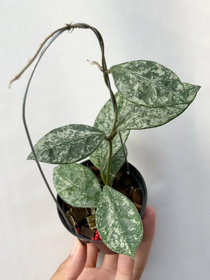 Hoya Rundumensis Silver Splash Rare Wax Plant | Tropical Indoor Outdoor Hoya | Exotic Collector Houseplant