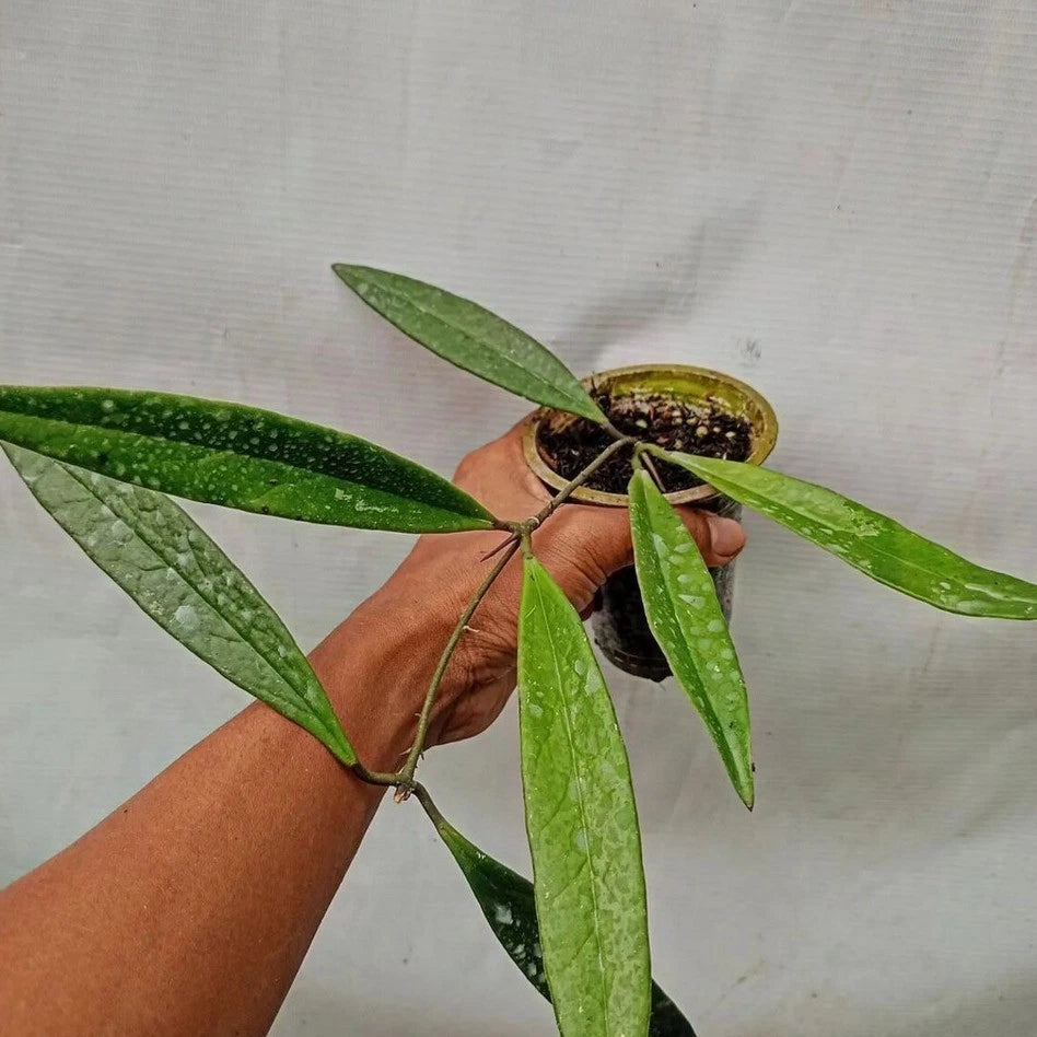 Hoya Sulawesiana Green (Sp. Indonesia) – Rare Epiphytic Tropical Vine with Unique Foliage for Indoor & Outdoor Display