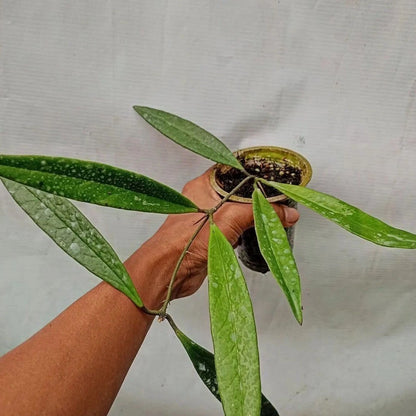 Hoya Sulawesiana Green (Sp. Indonesia) – Rare Epiphytic Tropical Vine with Unique Foliage for Indoor & Outdoor Display