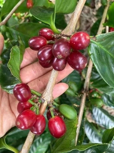 Premium Geisha Colombian Coffee Seeds (Coffea arabica var. Geisha) – Rare Heirloom Specialty Coffee Bean Seeds for Planting (Fresh Harvest)