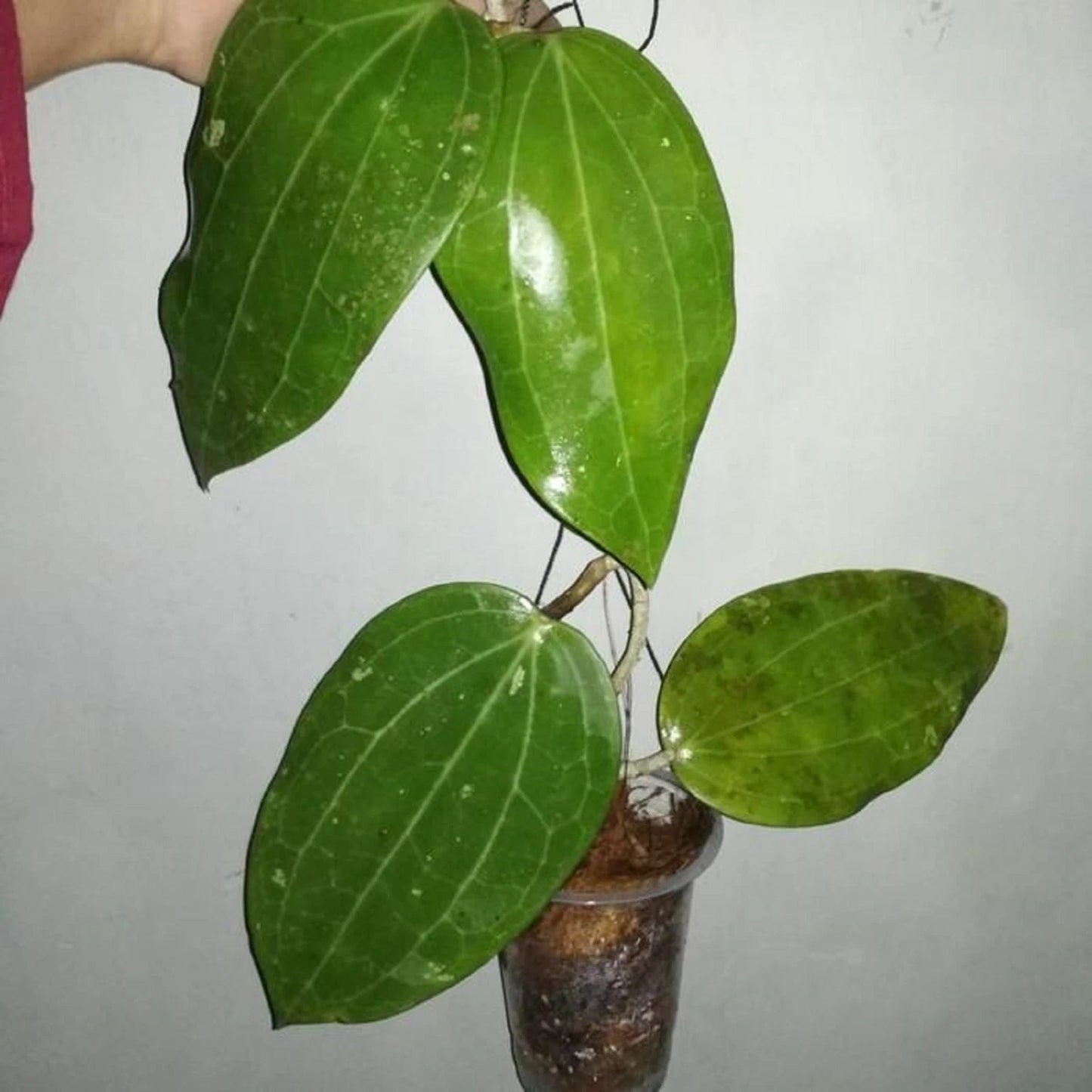 Hoya glabra – Elegant Exotic Tropical Wax Vine