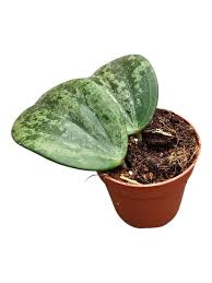 Rare Hoya Diversifolia 'Splash' Live Plant - Premium Silver Splash Wax Plant
