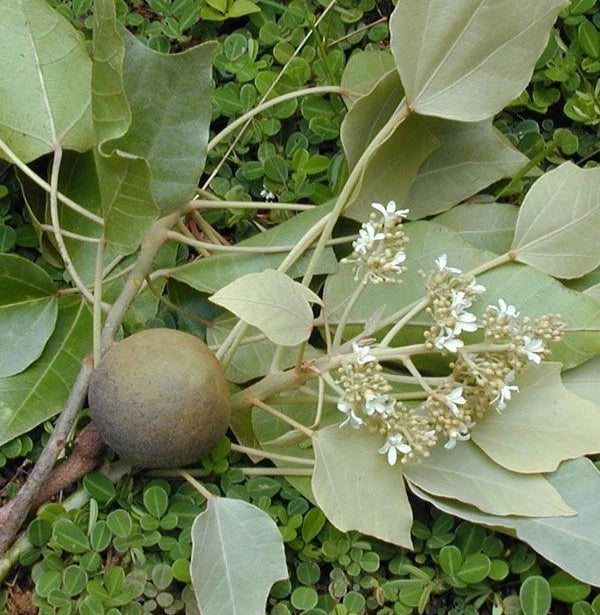 Candlenut (Aleurites moluccanus) – 50+ Premium Seeds (Kukui Nut)