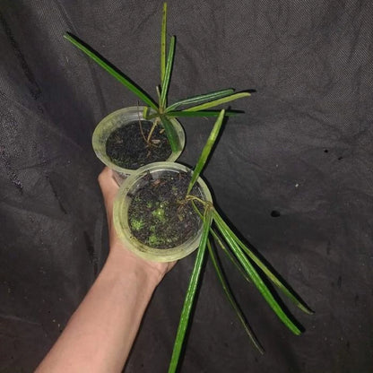 Hoya insularis - Rare Tropical Trailing Wax Plant