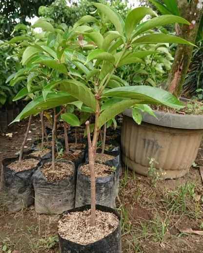 Jamaican Water Apple Fruit Tree - Grafted Rare Tropical Variety