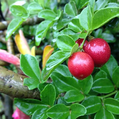 50+ Kingkit Bonsai Citrus Seeds (Triphasia trifolia) – Premium Limeberry & Miniature Ornamental Fruit Tree Seeds for Planting