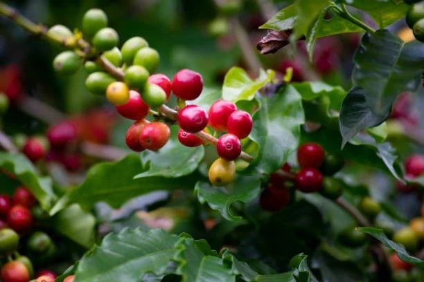 Pacas Coffee Seeds (Coffea arabica var. Pacas) – Premium Certified High-Yield Specialty Salvadoran Gourmet Coffee Bean Seeds for Planting (120+ Pcs)