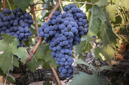 Tempranillo Grape Seeds (Vitis vinifera var. Tempranillo) – Premium Certified High-Yield Specialty Spanish Wine and Table Grape Vine Seeds for Planting (100 Pcs)