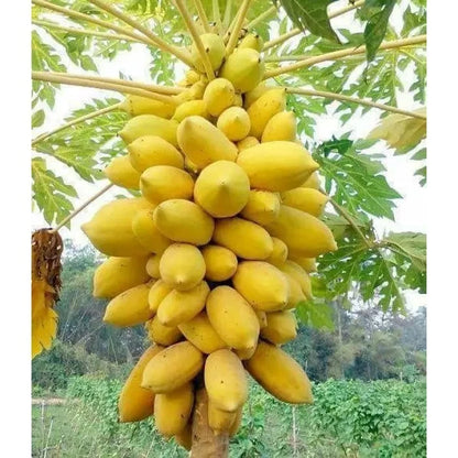 Golden Papaya Seeds (Carica papaya) – 150 Premium Sweet Papaya Seeds