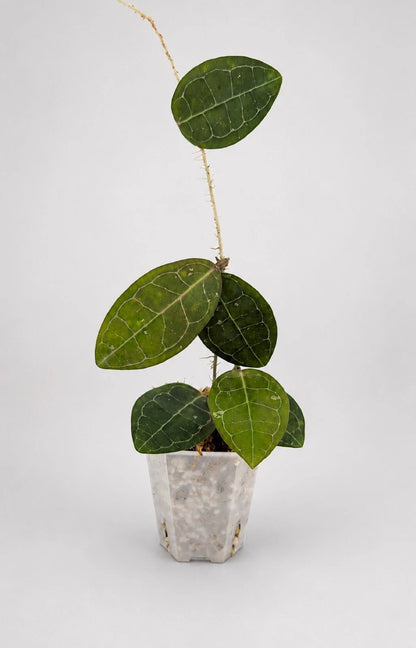 Hoya elliptica - Rare Veined Tropical Wax Plant