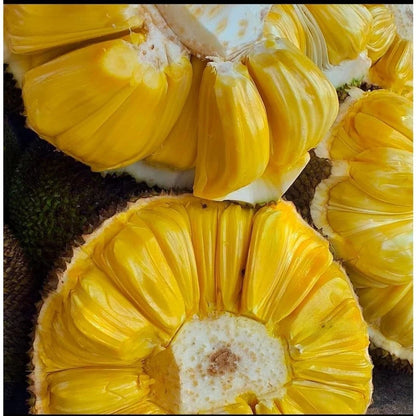 Premium Grafted Honey Jackfruit Tree - Super Sweet Tropical Fruit Plant