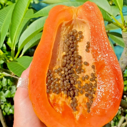 Solo Hawaiian Papaya (Carica papaya) – 1,000+ Premium Seeds