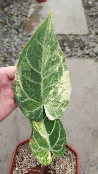 Anthurium Crystallinum Variegated | Rare Aroid Tropical Plant | Real Picture | Live Plant