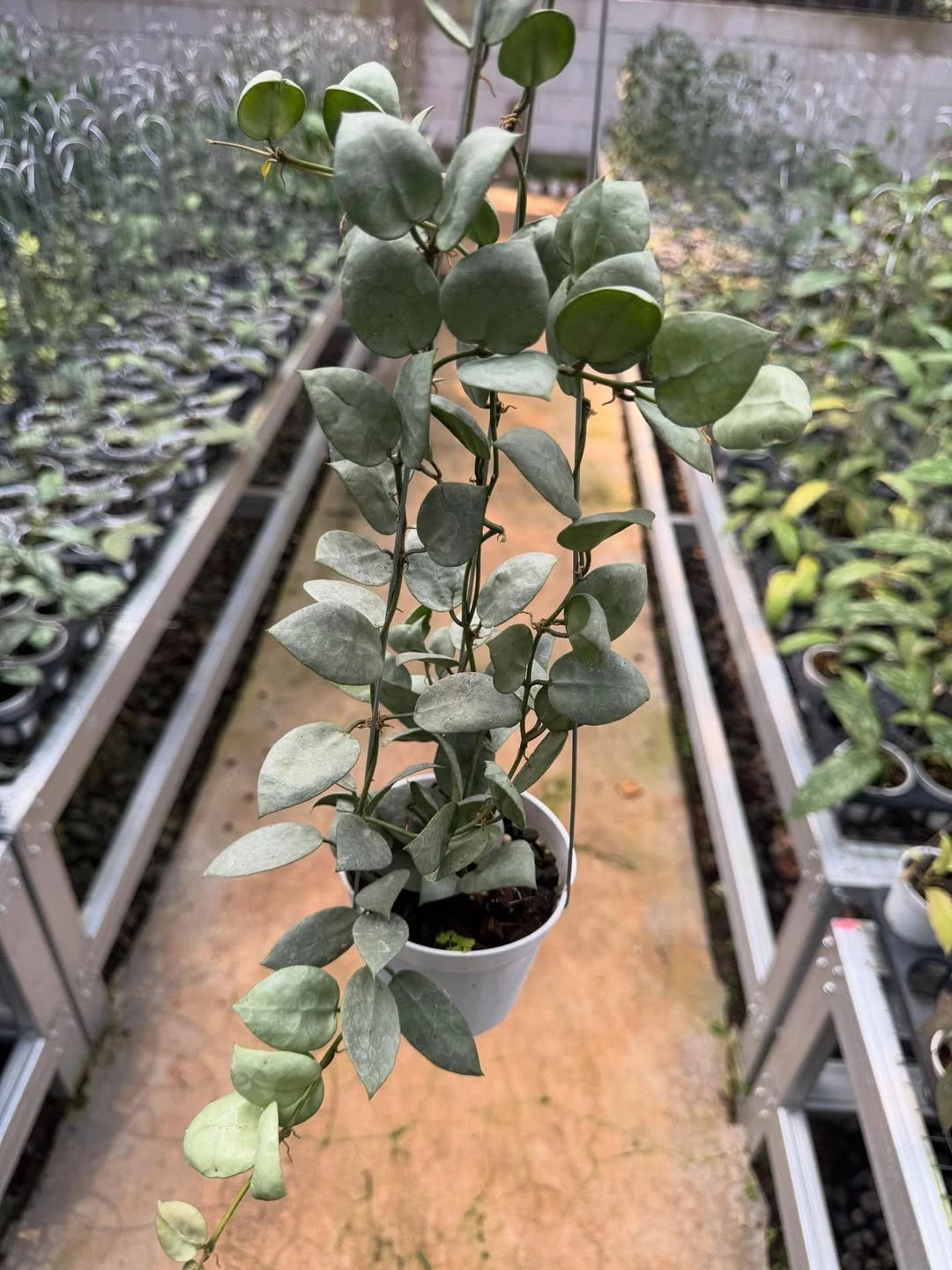 Hoya Lacunosa Kirana Seeds (Hoya lacunosa var. Kirana) – Premium Certified Rare Silvery Mint-Green Tropical Indoor Wax Plant Climbing Vine Seeds for Planting
