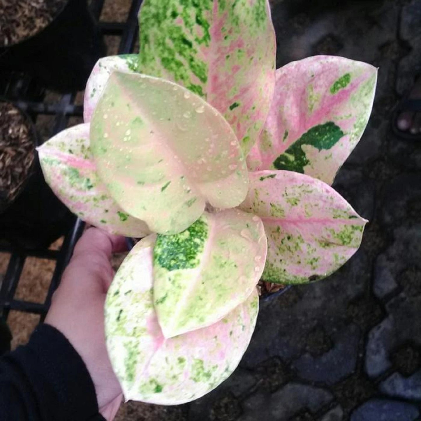 Rare Aglaonema Emerald Live Plant - Lush Tropical Easy Care Indoor Aroid