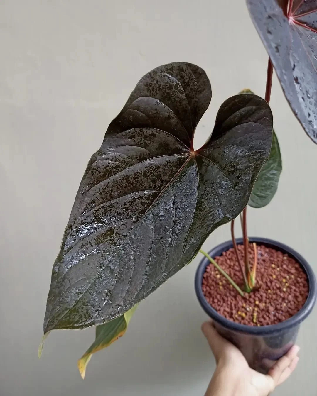 Anthurium modeanum – Rare Exotic Tropical Aroid