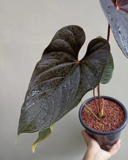 Anthurium modeanum – Rare Exotic Tropical Aroid