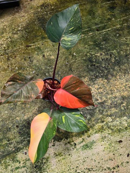 Philodendron 'Orange Princess Galaxy' - Rare Variegated Aroid