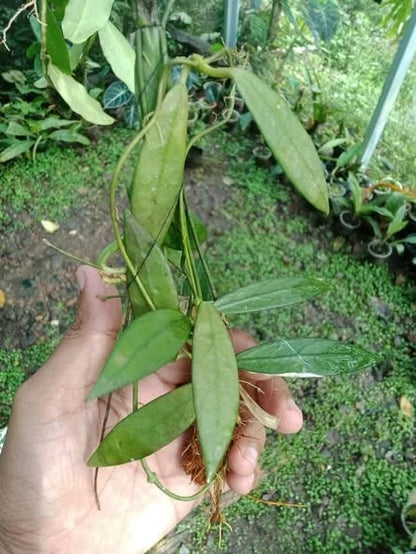 Rare Dischidia acutifolia Specimen – Premium Established Elegant Lancet-Foliage Tropical Botanical Elite Wax Plant