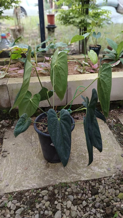 Anthurium ‘Legacy’ Dark Form | Big Size Mature Plant | Real Picture | Rare Collector Aroid
