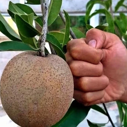 Jumbo Vietnamese Sapodilla (Manilkara zapota) - Elite Grafted Fruit Tree