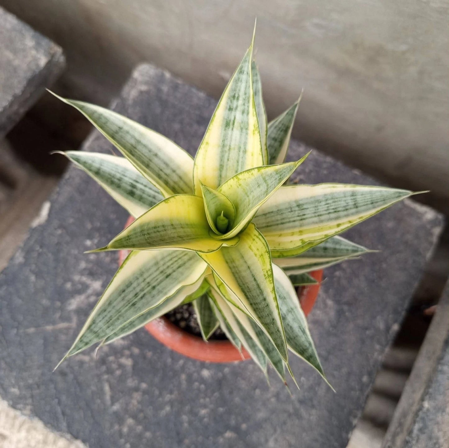 Sansevieria Gabriel White Variegated - Rare Tropical Snake Plant