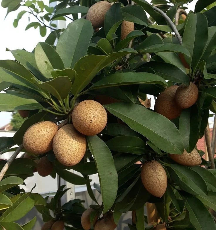 Premium Sapodilla Seeds var. CO-2 (Manilkara zapota) – Chico Zapote Exotic Fruit Seeds for Planting (35 Pcs)