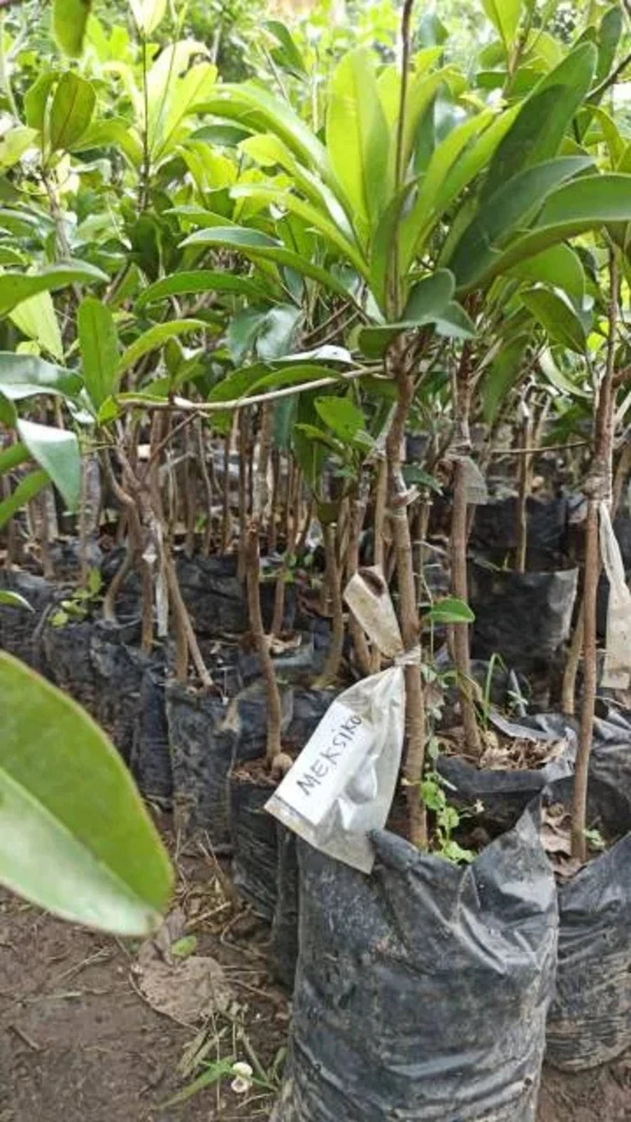 Sapodilla Jumbo Mexico - Premium Grafted Fruit Tree (Tabulampot)