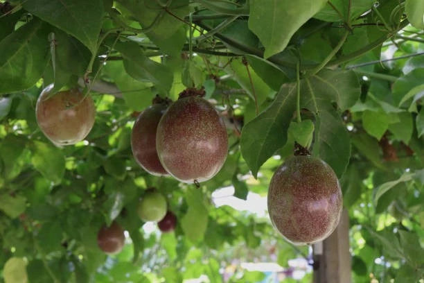 Purple Passion Fruit Seeds (Passiflora edulis var. edulis) – Premium Sweet Exotic Pitahaya-Style Vine Fruit Seeds for Planting (25+ Pcs)