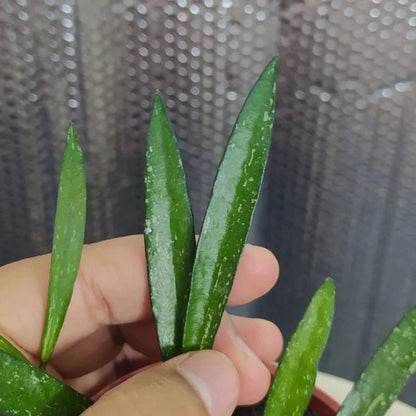 Stunning Hoya Bamboo Leaf Splash – Rare Tropical Indoor & Outdoor Wax Plant