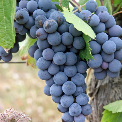 Montreal Blue Grape Seeds 100+ pcs (Vitis vinifera 'Montreal Blue') – Premium Certified Hardy Blue Table and Wine Grape Vine Plant Seeds for Planting