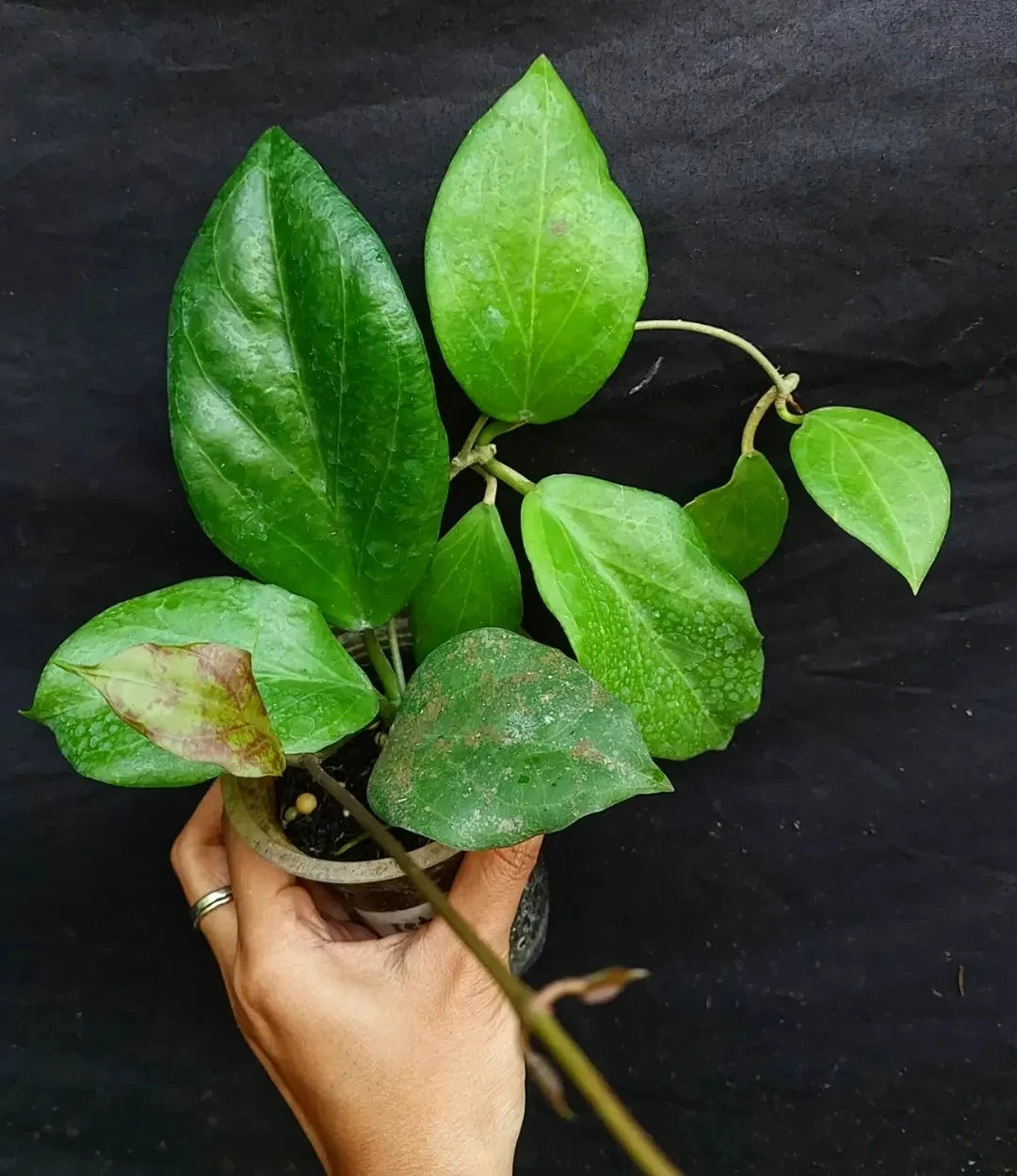 Hoya Chuniana Sp. Papua Seeds (Hoya chuniana / Rare Tropical Wax Plant Seeds) – Premium Exotic Botanical Specimen Plant Seeds for Planting