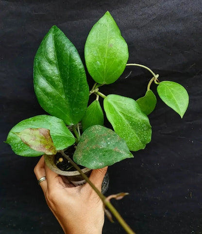 Hoya Chuniana Sp. Papua Seeds (Hoya chuniana / Rare Tropical Wax Plant Seeds) – Premium Exotic Botanical Specimen Plant Seeds for Planting