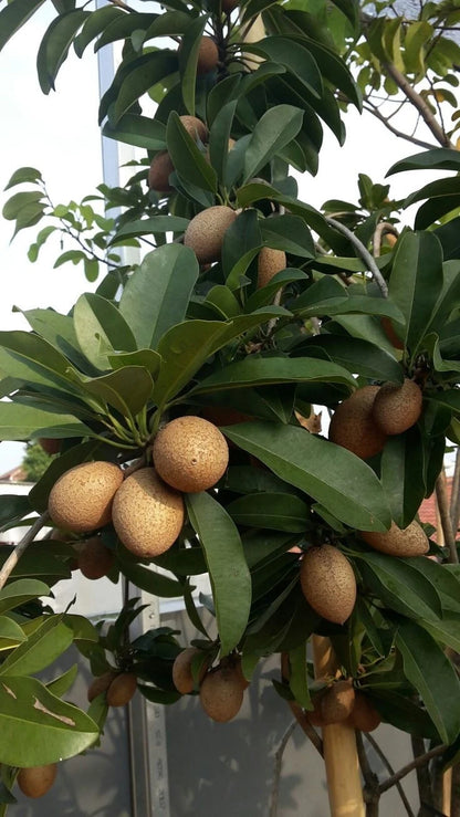 Manila Sapodilla Seeds (Manilkara zapota) – 35+ Premium Rare Sweet Sawo Manila Chikoo Seeds