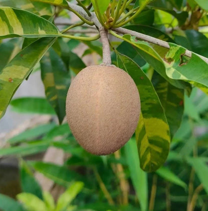 Guthi Sapodilla Seeds (Manilkara zapota) – 35 Premium Sweet Chico Zapote Seeds