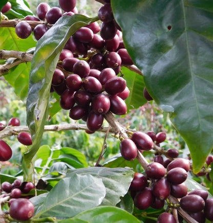 Bourbon Purple Coffee Seeds (Coffea arabica) – 120+ Premium Rare Purple Bourbon Arabica Seeds for Planting