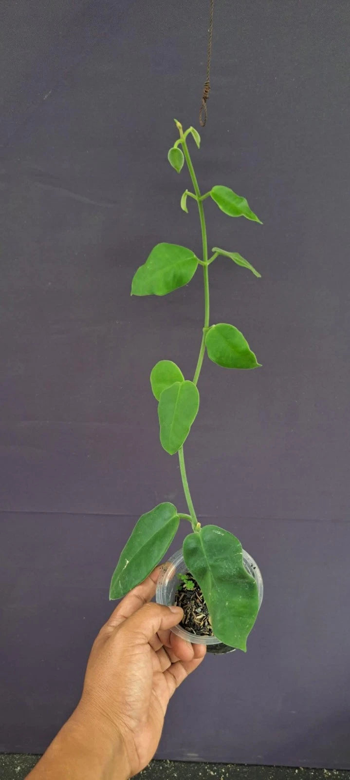 Hoya lauterbachii - Rare Papua Tropical Wax Plant
