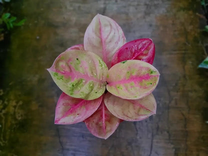 Aglaonema 'Emerald Mutation' - Rare & Striking Variegated Specimen