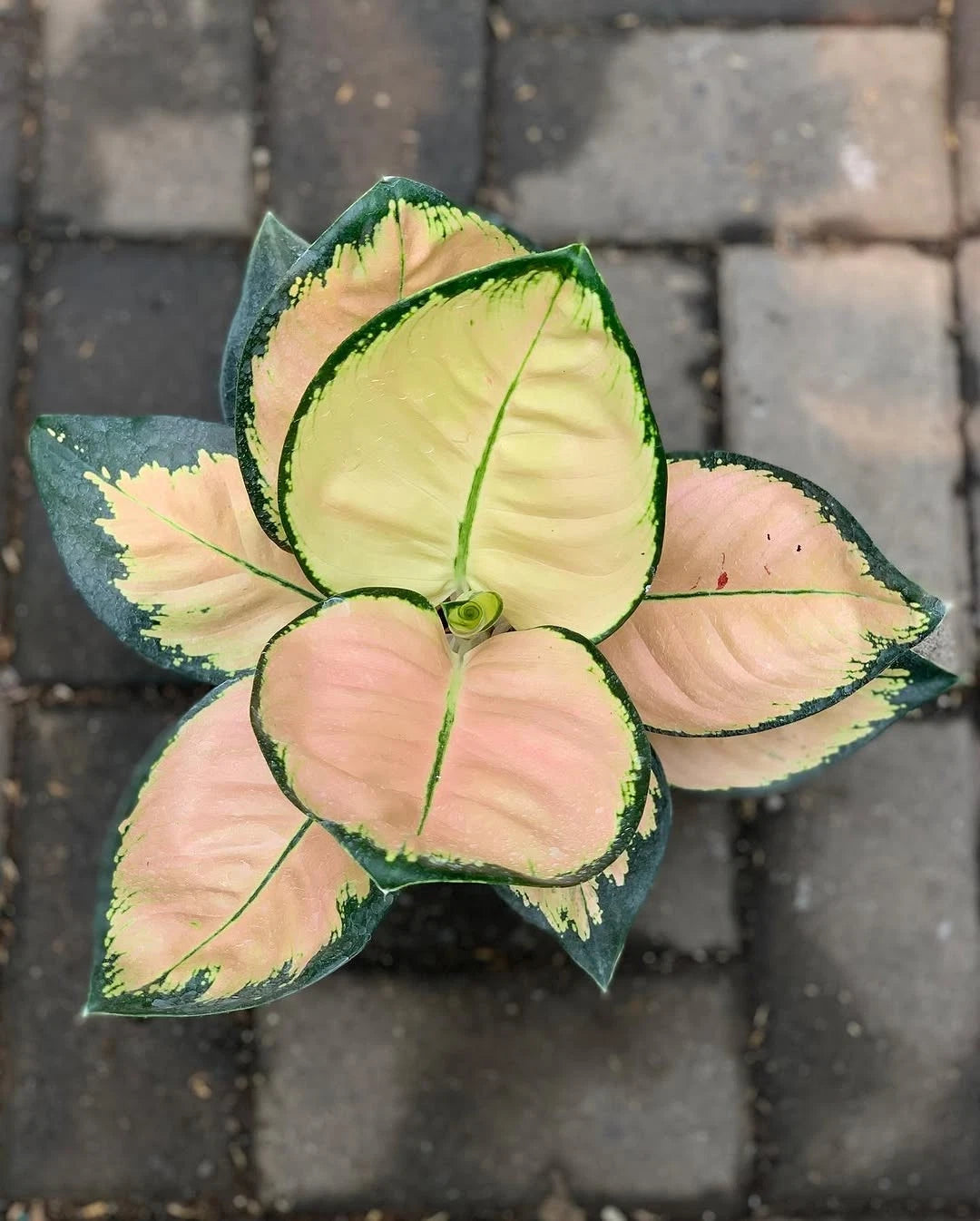 Aglaonema 'Monalisa' - Graceful & Iconic Tropical Houseplant