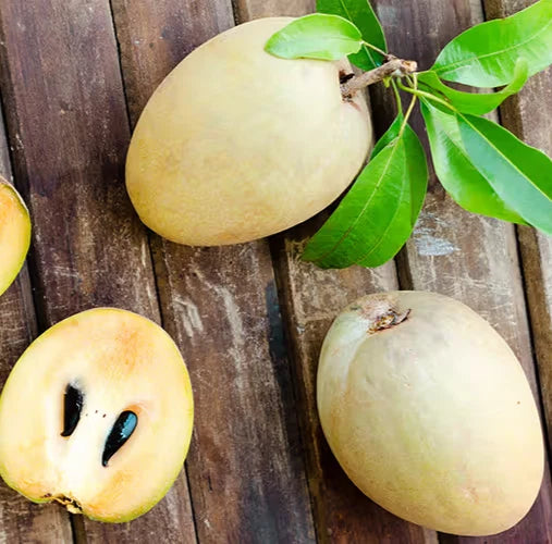 Premium Sapodilla Seeds var. Chiku Jantung (Manilkara zapota) – Chico Zapote Exotic Fruit Seeds for Planting (35 Pcs)