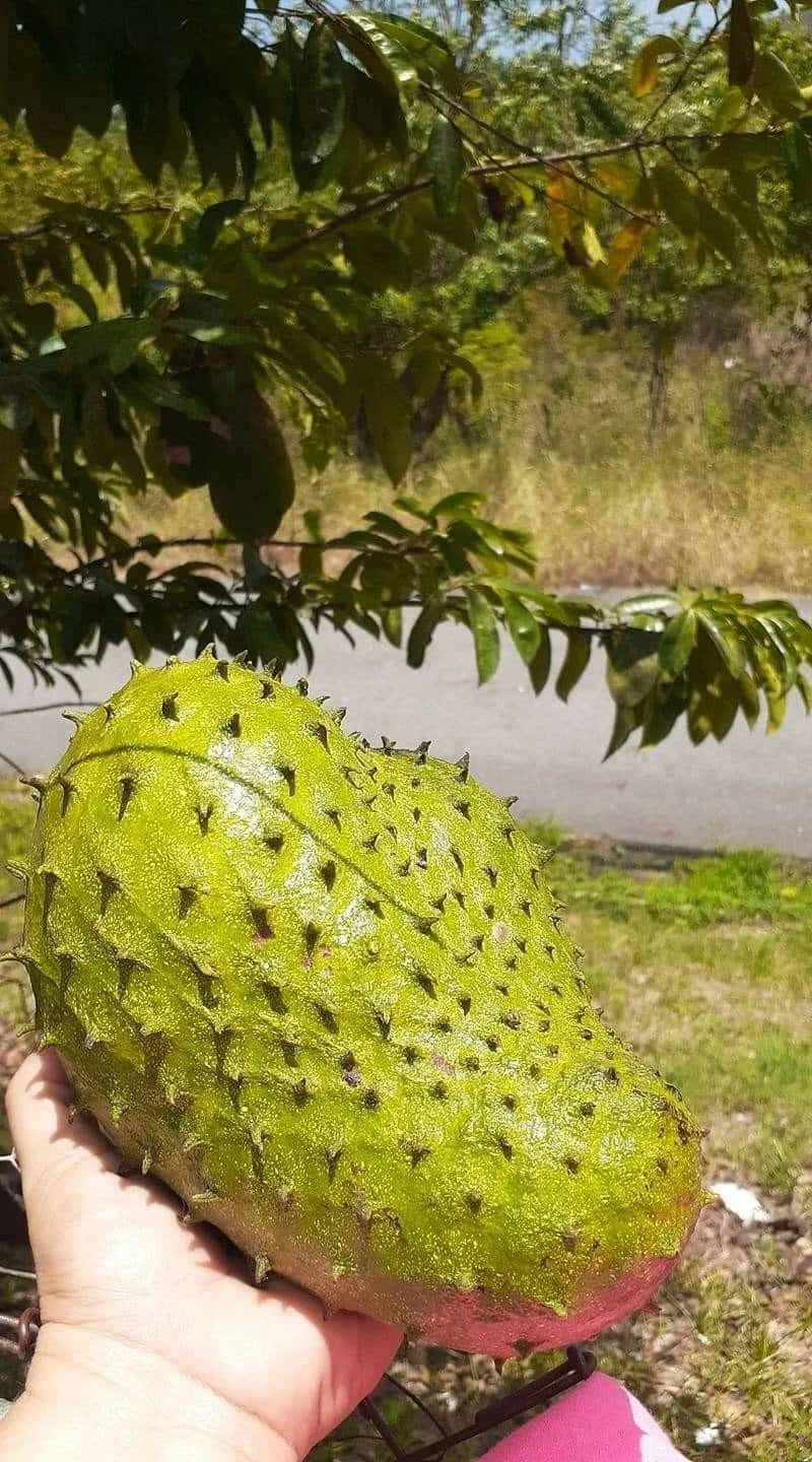 Premium Ratu Soursop Seeds (Annona muricata) – Sweet Exotic Guanabana Fruit Seeds for Planting