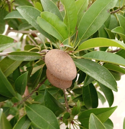 PKM-1 Sapodilla (Manilkara zapota) – 35+ Premium Seeds (Chikoo)