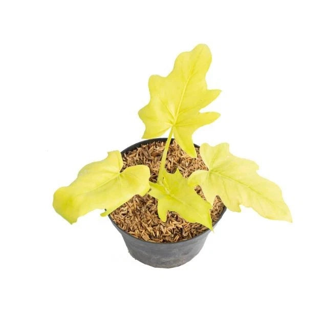 Philodendron Warscewiczii Aurea Flavum Seeds (Philodendron warscewiczii 'Aurea' / Rare Golden Chartreuse Variegated Climbing Aroid Seeds) – Premium Exotic Botanical Specimen Plant Seeds for Planting
