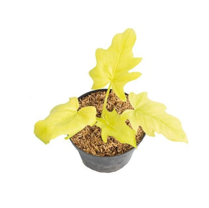 Philodendron Warscewiczii Aurea Flavum Seeds (Philodendron warscewiczii 'Aurea' / Rare Golden Chartreuse Variegated Climbing Aroid Seeds) – Premium Exotic Botanical Specimen Plant Seeds for Planting