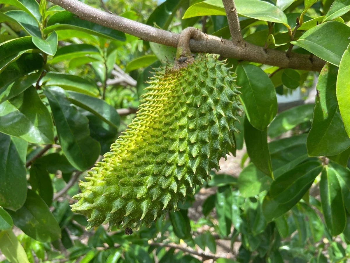 Guanabana Acida Soursop Seeds (Annona muricata 'Guanabana Acida') – 100 pcs Premium Fresh Rare High-Juice Soursop Seeds