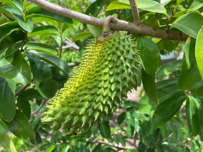 Guanabana Acida Soursop Seeds (Annona muricata 'Guanabana Acida') – 100 pcs Premium Fresh Rare High-Juice Soursop Seeds