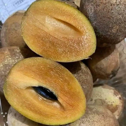 Madu Sapodilla Seeds (Manilkara zapota 'Madu') – 35+ Premium Fresh High-Yield Sweet Honey Sawo Seeds