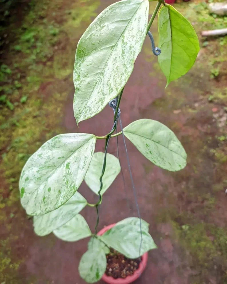 Hoya Coriacea 'Silver' – Rare Tropical Indoor Outdoor Wax Plant Certified Live Specimen for Planting