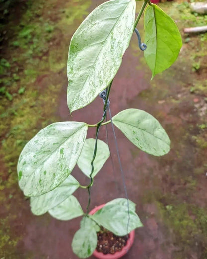 Hoya Coriacea 'Silver' – Rare Tropical Indoor Outdoor Wax Plant Certified Live Specimen for Planting