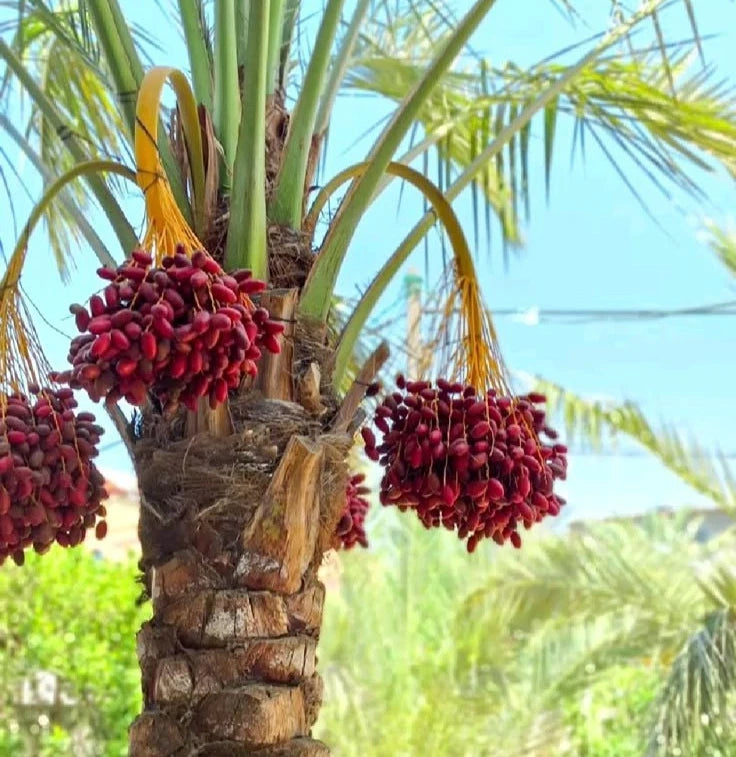 Gondela Date Palm Seeds (Phoenix dactylifera) – 35 Premium Rare Sudan-Heirloom Honey-Sweet Gondeh Date Seeds